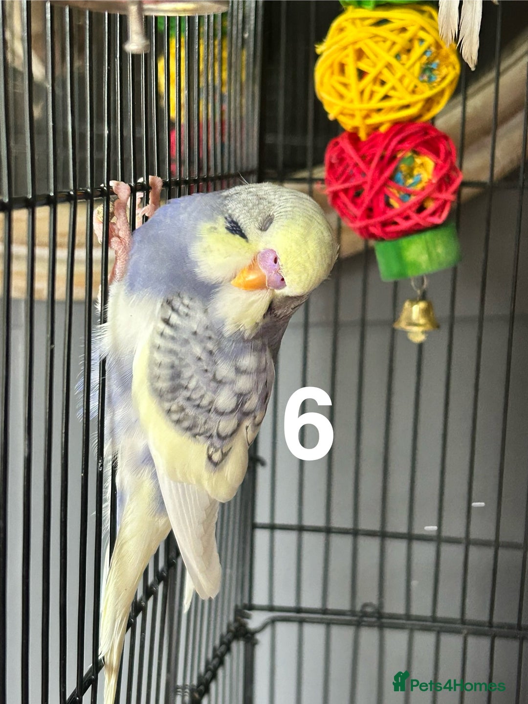 Budgerigars birds for sale: Baby Budgies  - Image 11