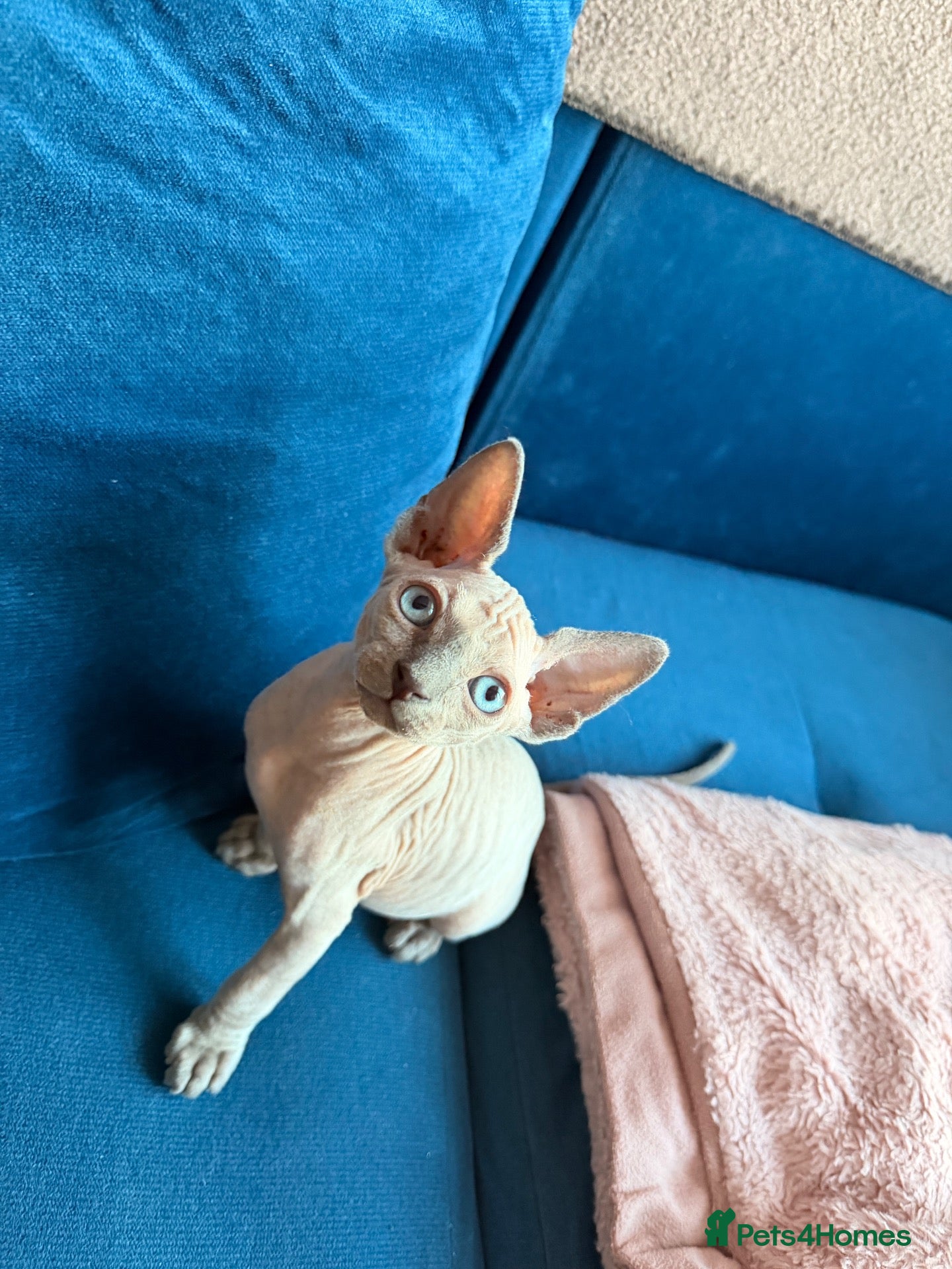 Sphynx cats Sphynx kittens  - Advert 2