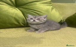 British Shorthair cats for sale: British blue / Scottish striaght kittens  - Image 5