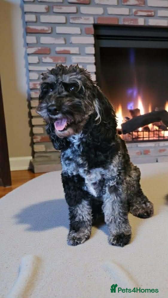 Australian Labradoodle dogs AUSTRALIAN LABRADOODLE PUPPIES - Advert 1