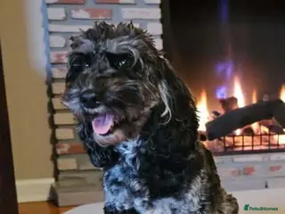 Australian Labradoodle dogs AUSTRALIAN LABRADOODLE PUPPIES - Advert 1