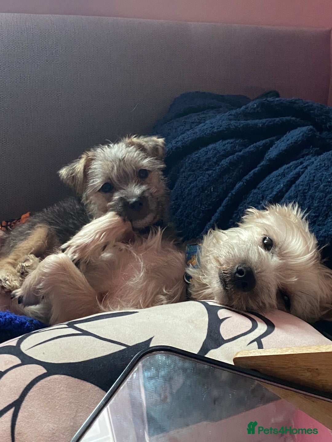 Yorkshire Terrier dogs for sale: Yorkie cross puppy - Advert 1