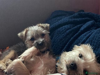 Yorkshire Terrier dogs Yorkie cross puppy - Advert 1