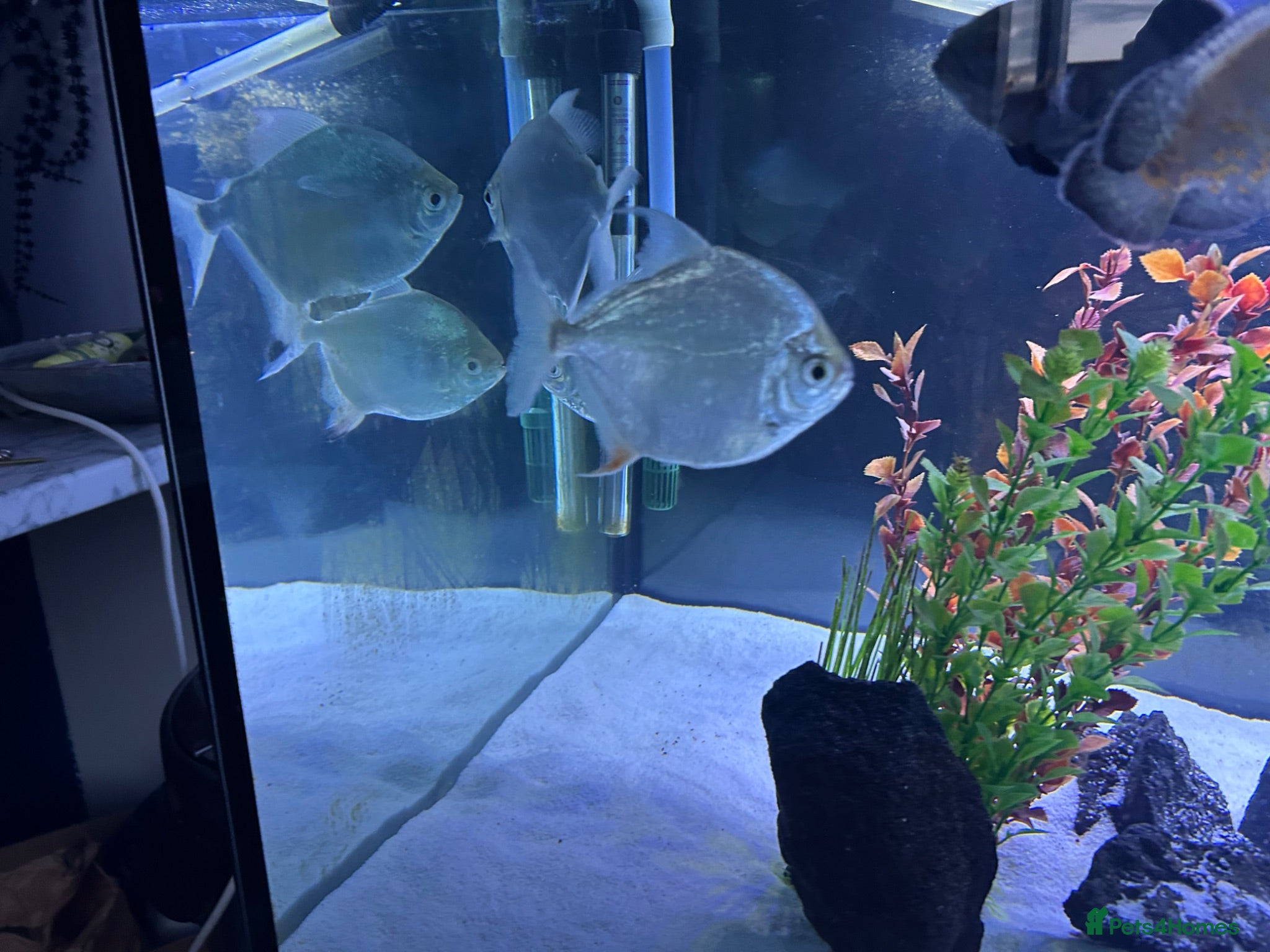 Other/Mixed Breed fish Silver dollars  - Advert 6