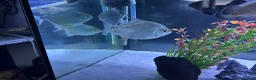 Other/Mixed Breed fish for sale: Silver dollars  - Advert 1