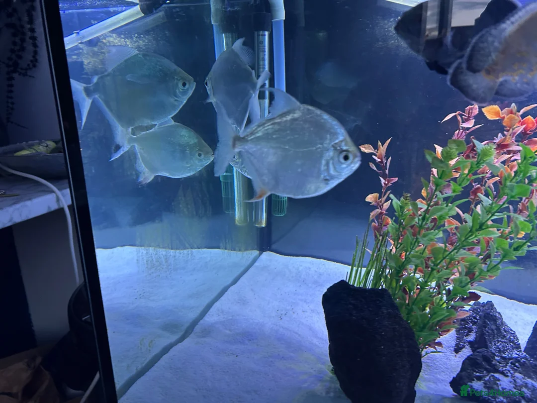 Other/Mixed Breed fish for sale: Silver dollars  - Advert 1