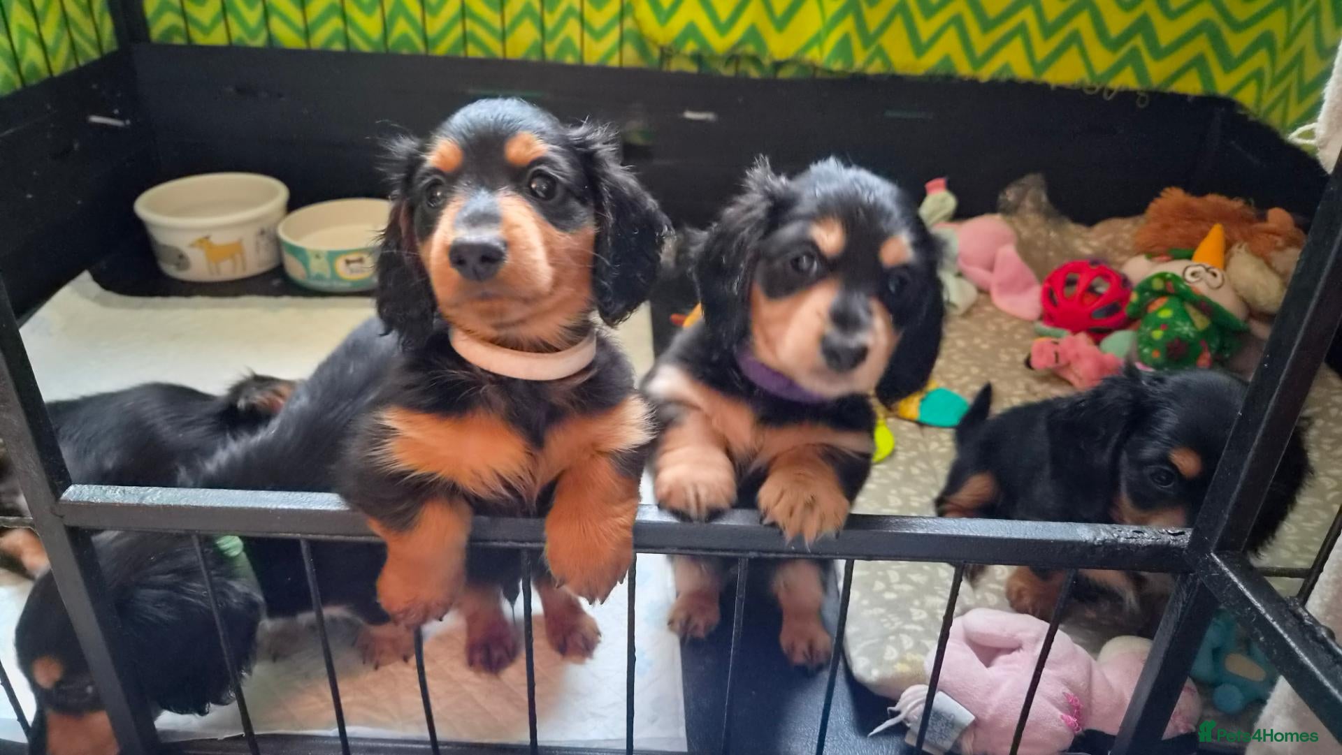 Miniature Dachshund dogs Longhaired Minature Dachshund  - Advert 5