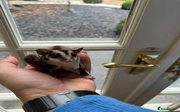 Sugar Glider rodents for sale: Mosaic Joey and his Mum £500 ONO - Image 7