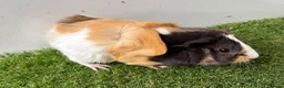 Guinea Pig rodents for sale: Calm, Guineas pig girls  - Advert 6