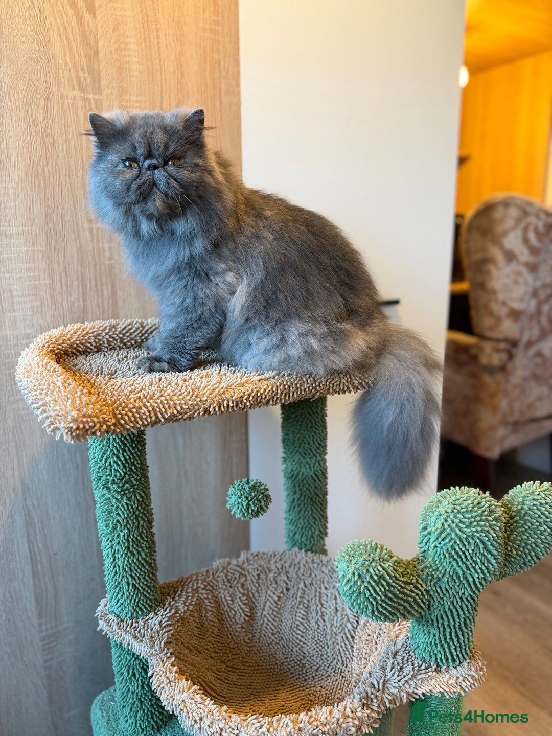 Persian cats for sale:  Persian Queen-Active. American Bloodlines, GCCF. - Advert 4