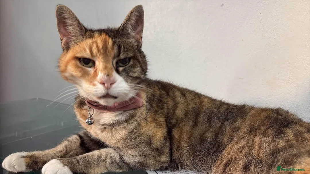 Mixed Breed cats for adoption: ❤️🐱 BERNICE – LEFT BEHIND...  in Derby - Advert 11