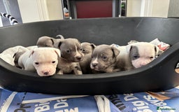 Staffordshire Bull Terrier dogs for sale: Blue k.c registered puppies - Image 1