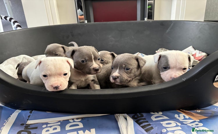 Staffordshire Bull Terrier dogs - Advert 2