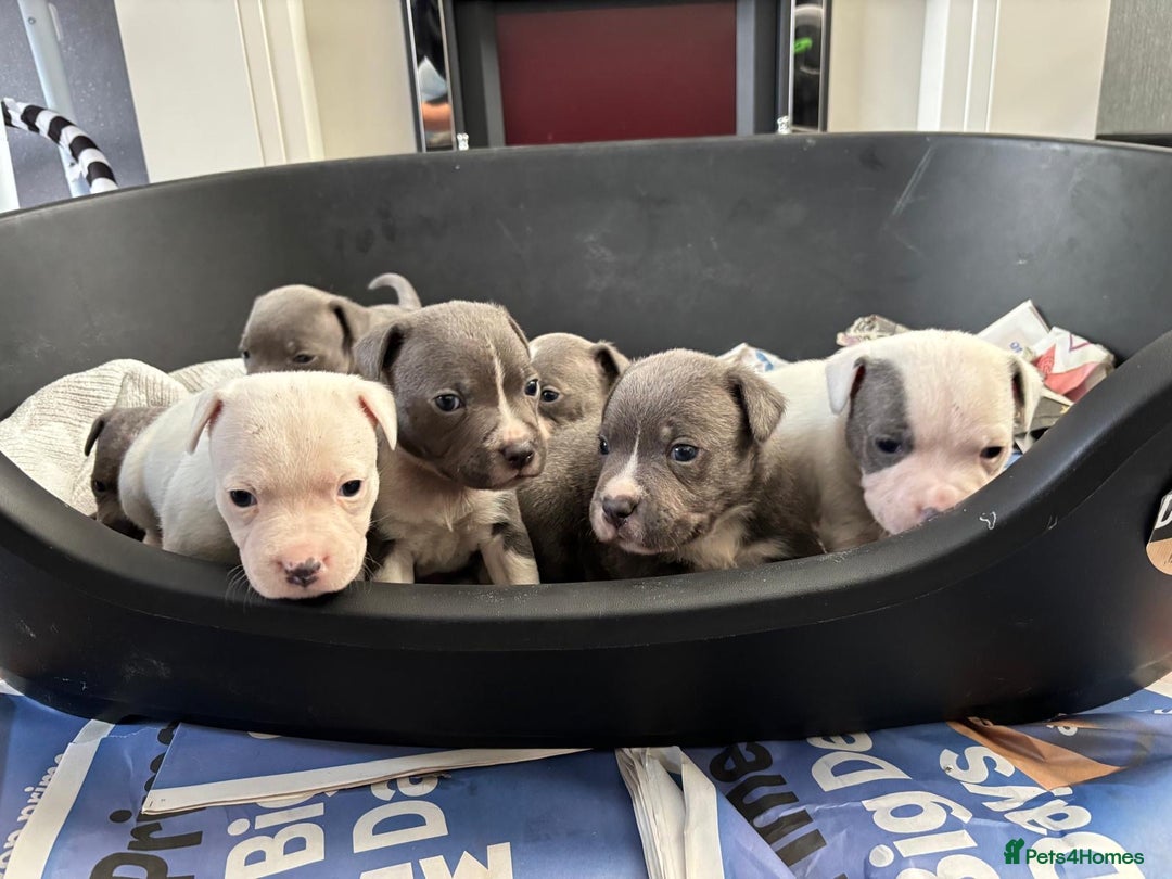Staffordshire Bull Terrier dogs for sale: Blue k.c registered puppies - Image 1