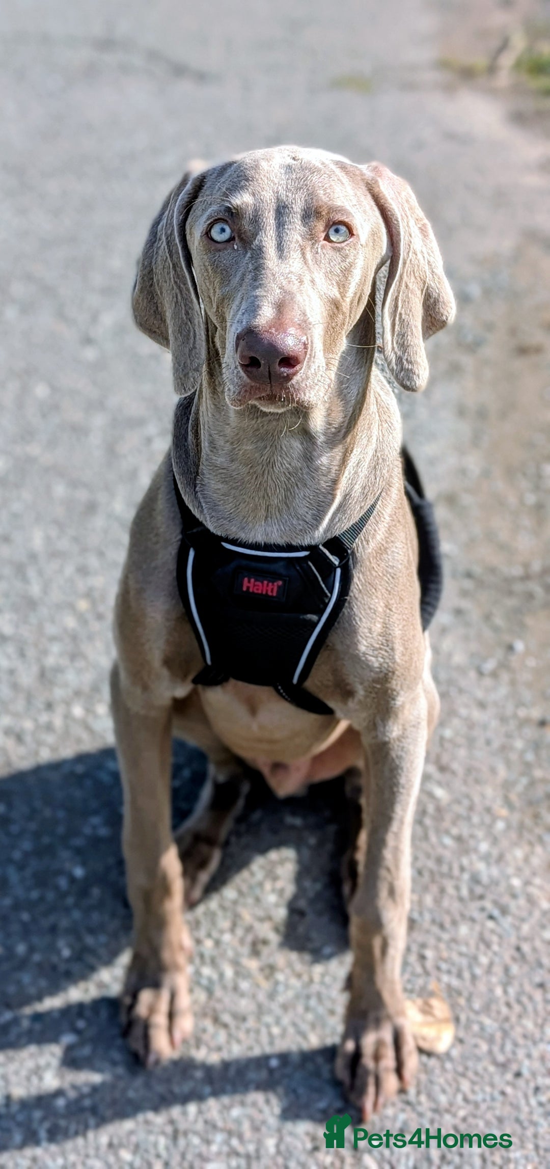 Weimaraner dogs for sale: Young Male Weimaraner  - Advert 2
