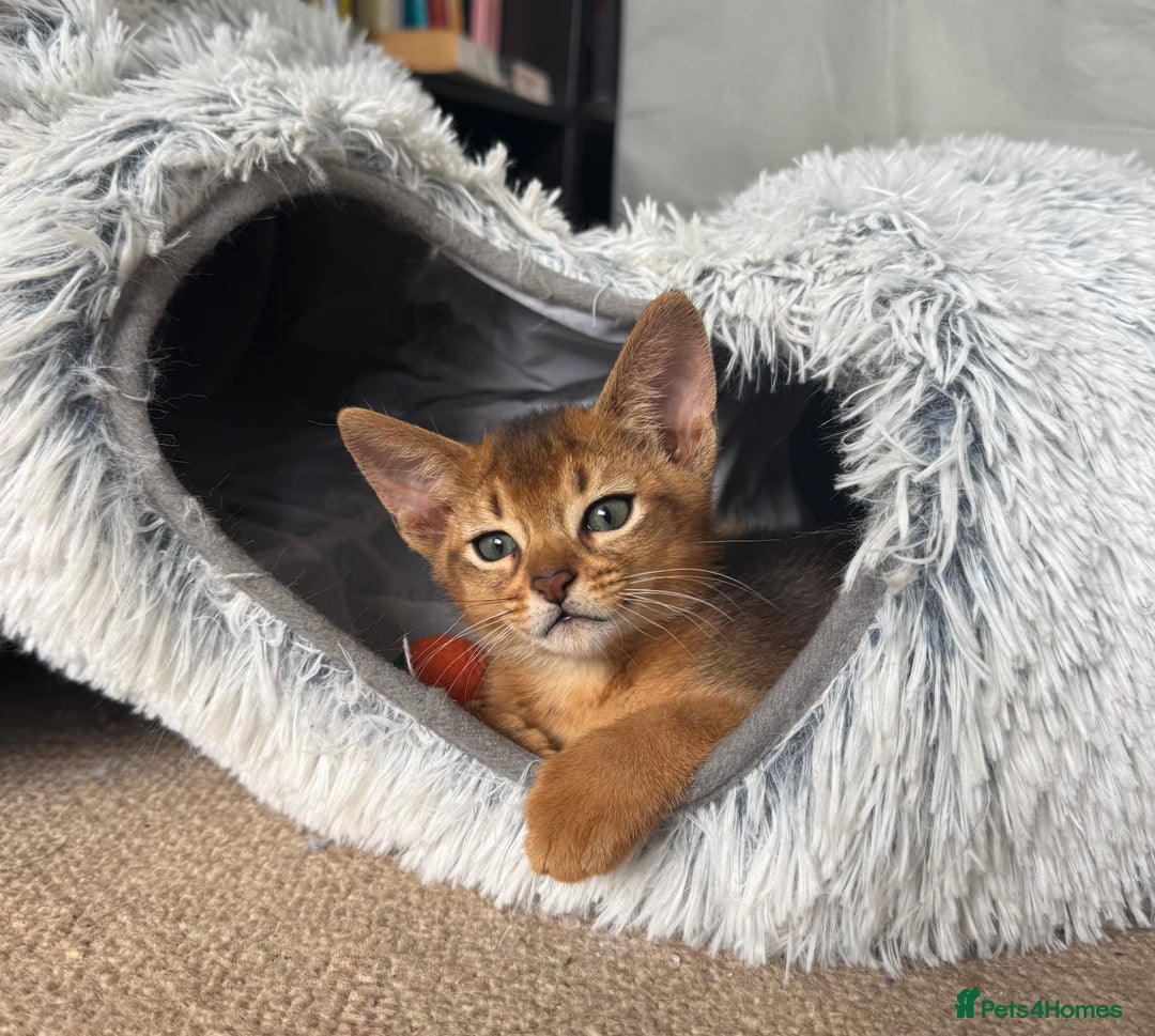 Abyssinian cats for sale: Fawn Abyssinian Kitten 🌟 in Hove - Image 22