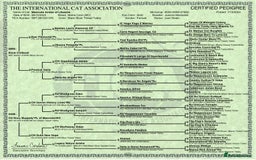 Maine Coon cats for sale: Maine Coon Kittens - Image 3