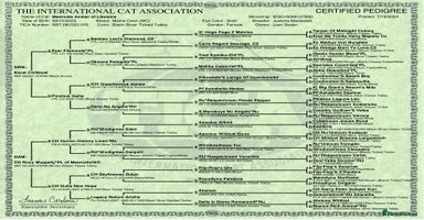 Maine Coon cats - Advert 10