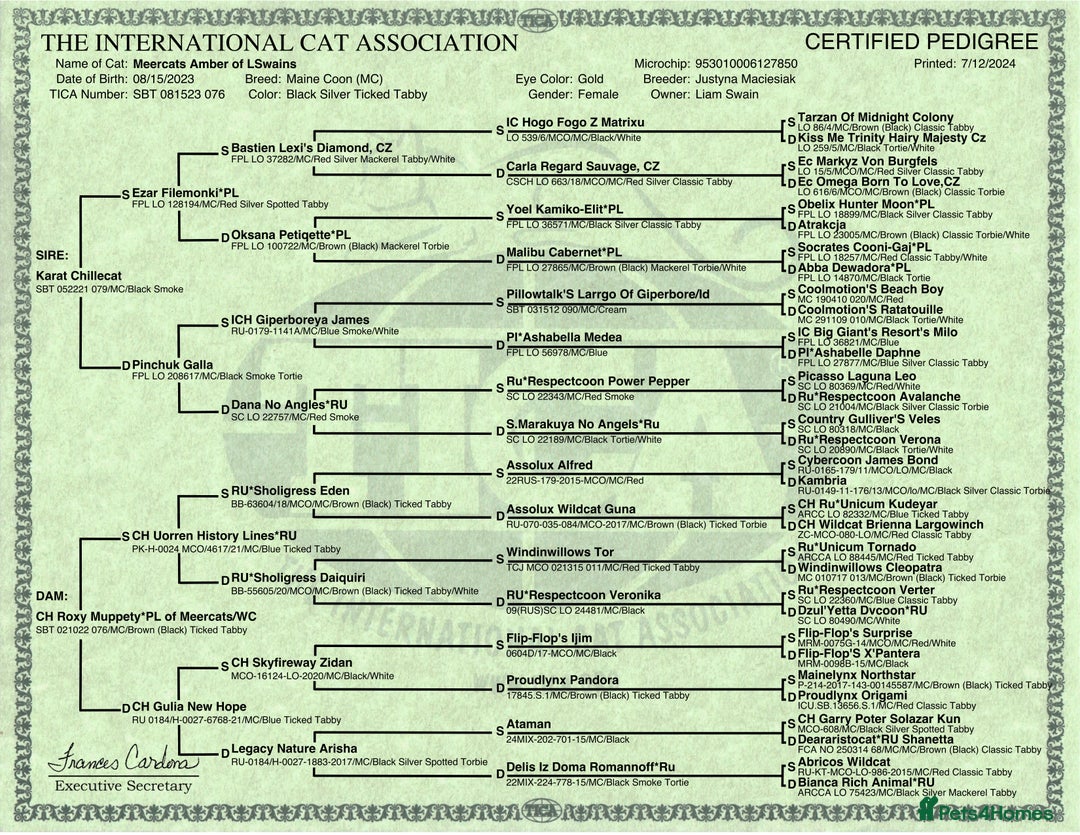 Maine Coon cats for sale: Maine Coon Kittens - Image 3
