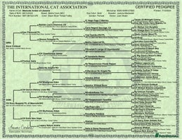 Maine Coon cats - Advert 12