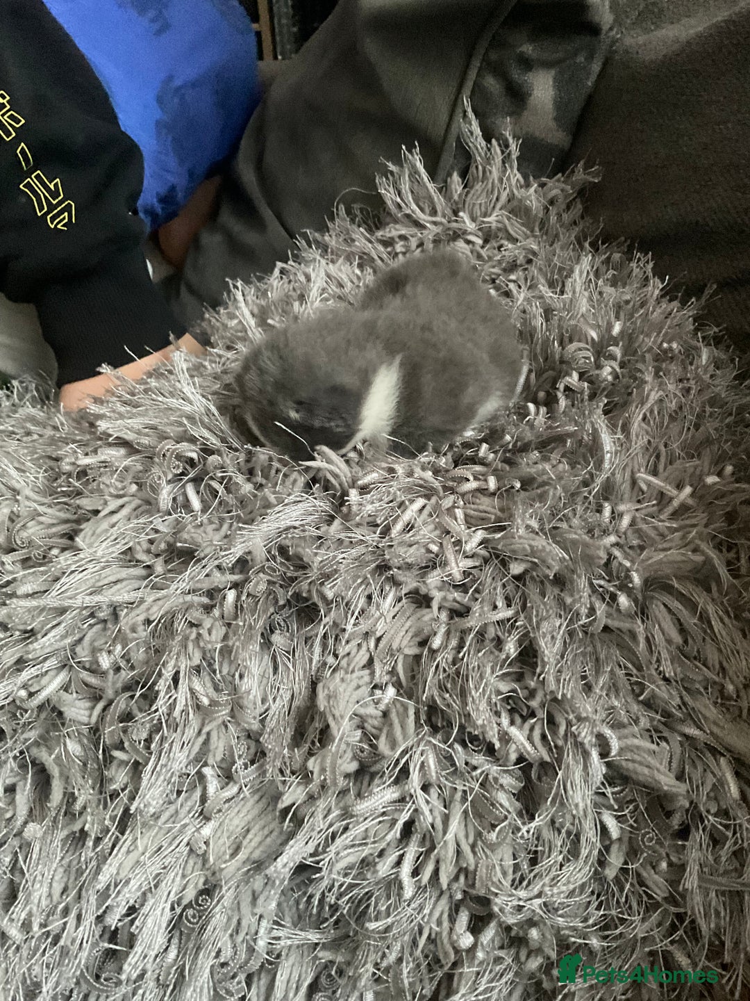 Mixed Breed cats for sale: Looking for loving home for  **   - Image 3