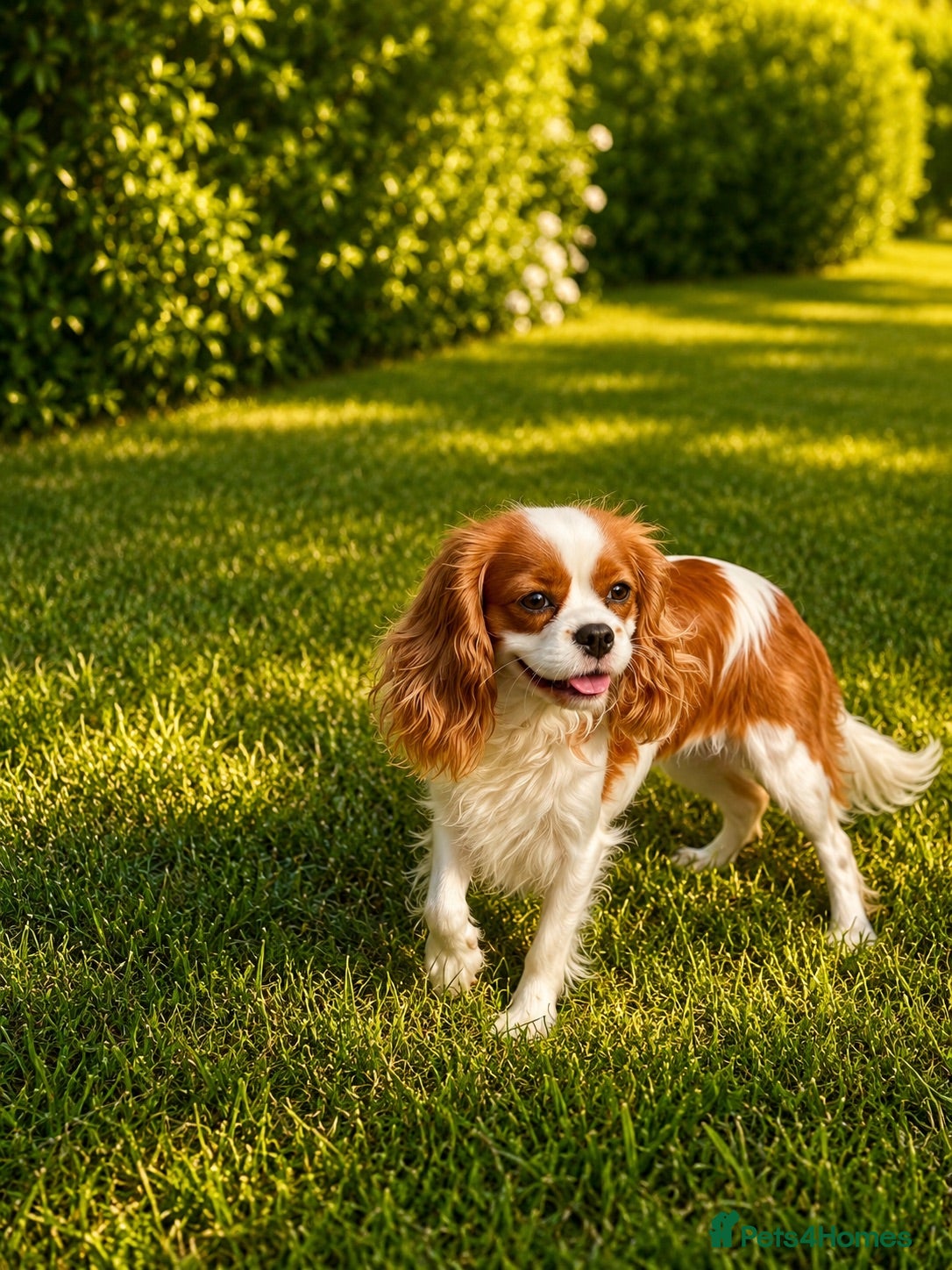 Cavalier King Charles Spaniel dogs Amazing 1.5 year old girl Kc reg  - Advert 8