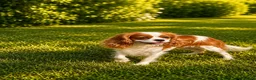 Cavalier King Charles Spaniel dogs for sale: Beautiful KC reg 1 year old girl - Advert 2