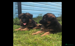 German Shepherd dogs for sale: Beautiful chunky long haired black, tan & red pups - Image 14