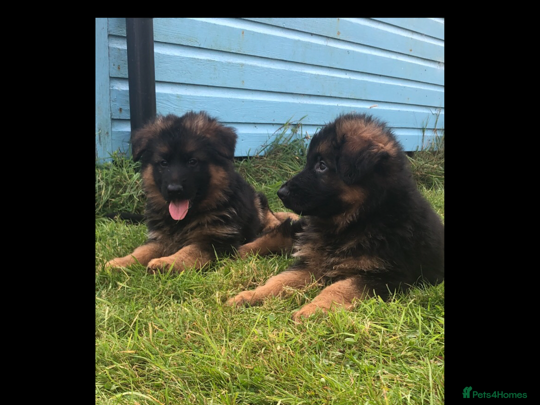 German Shepherd dogs for sale: Beautiful chunky long haired black, tan & red pups - Image 14