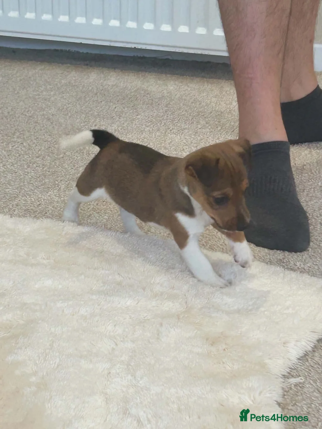 Jack Russell dogs for sale: Jack Russell  - Advert 2