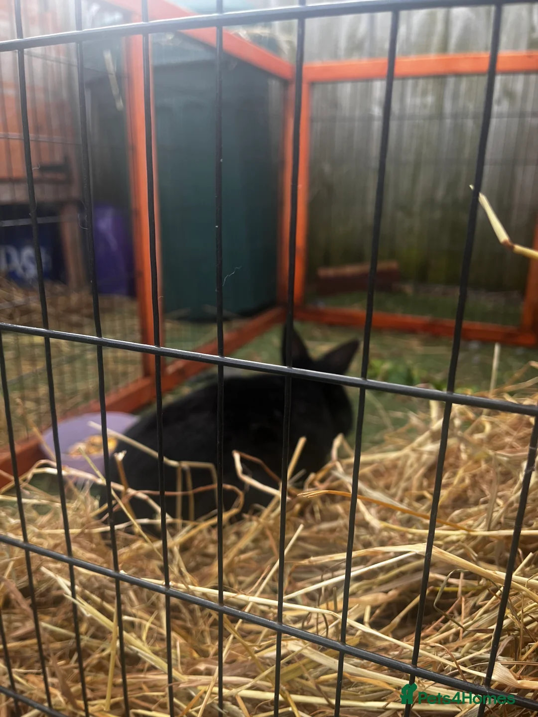 Mixed Breed rabbits for sale: 2 rabbits for sale  - Advert 5