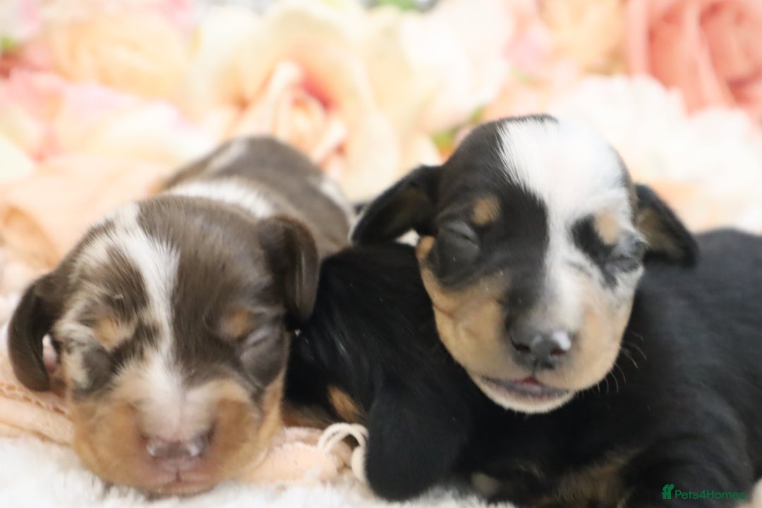 Miniature Dachshund dogs for sale: KC Miniature Dachshund Puppies - Image 22