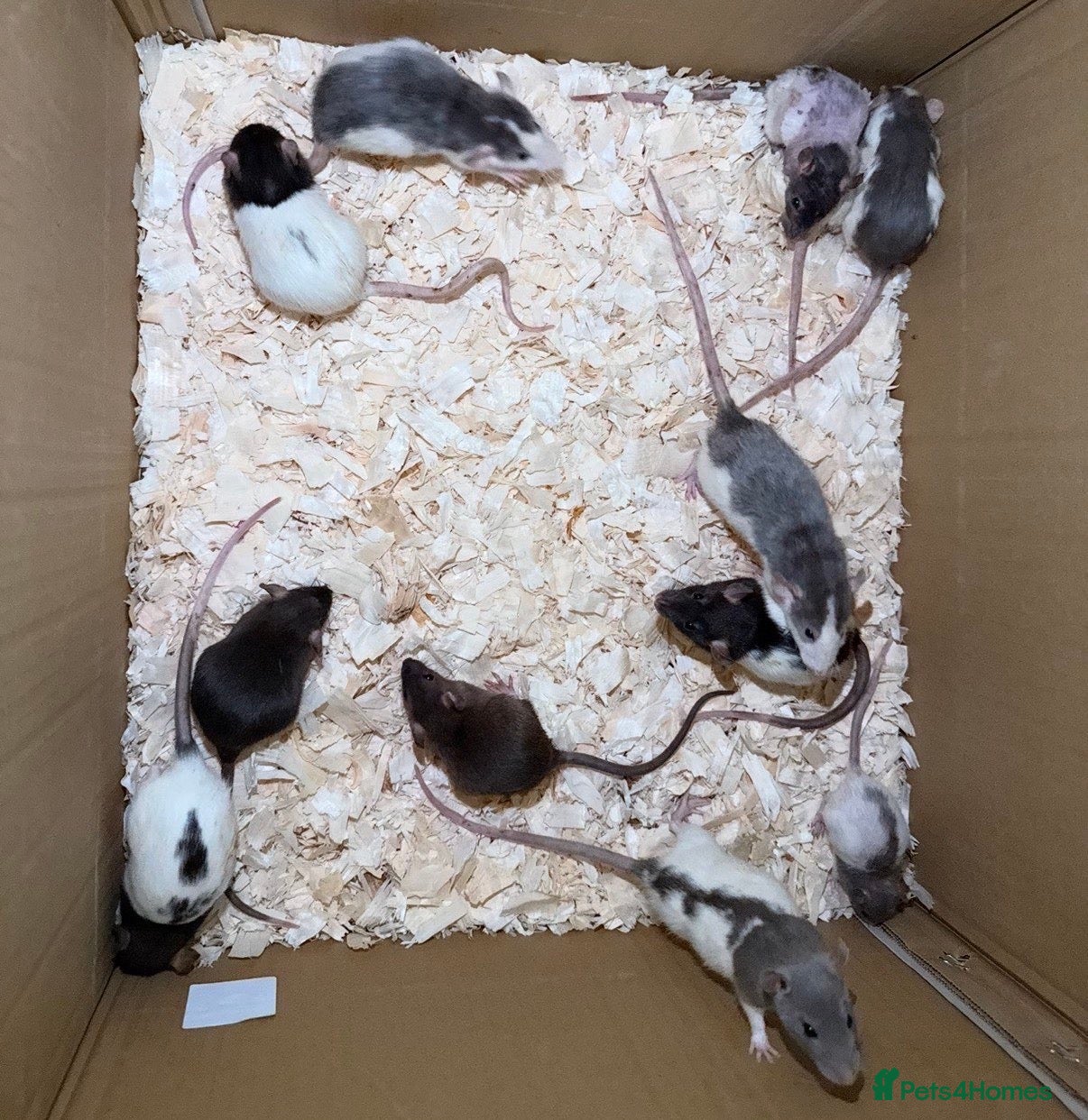 Rat rodents Baby’s rats ready to go - Advert 1