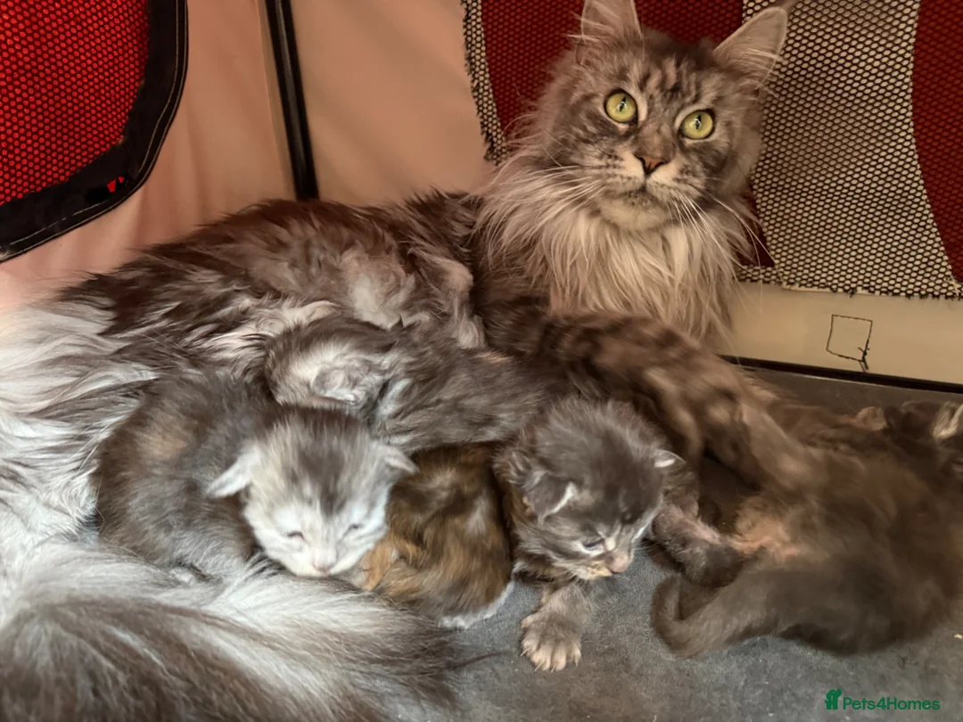 Maine Coon cats for sale: Beautiful Maine Coon babies  - Advert 1