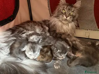 Maine Coon cats Beautiful Maine Coon babies - Advert 1