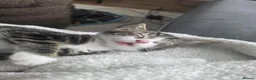 Mixed Breed cats for sale: Tabby Female Kitten  - Advert 3