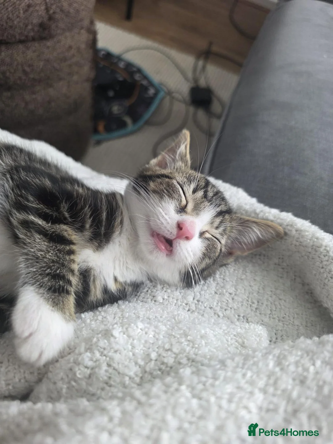 Mixed Breed cats for sale: Tabby Female Kitten  - Advert 3