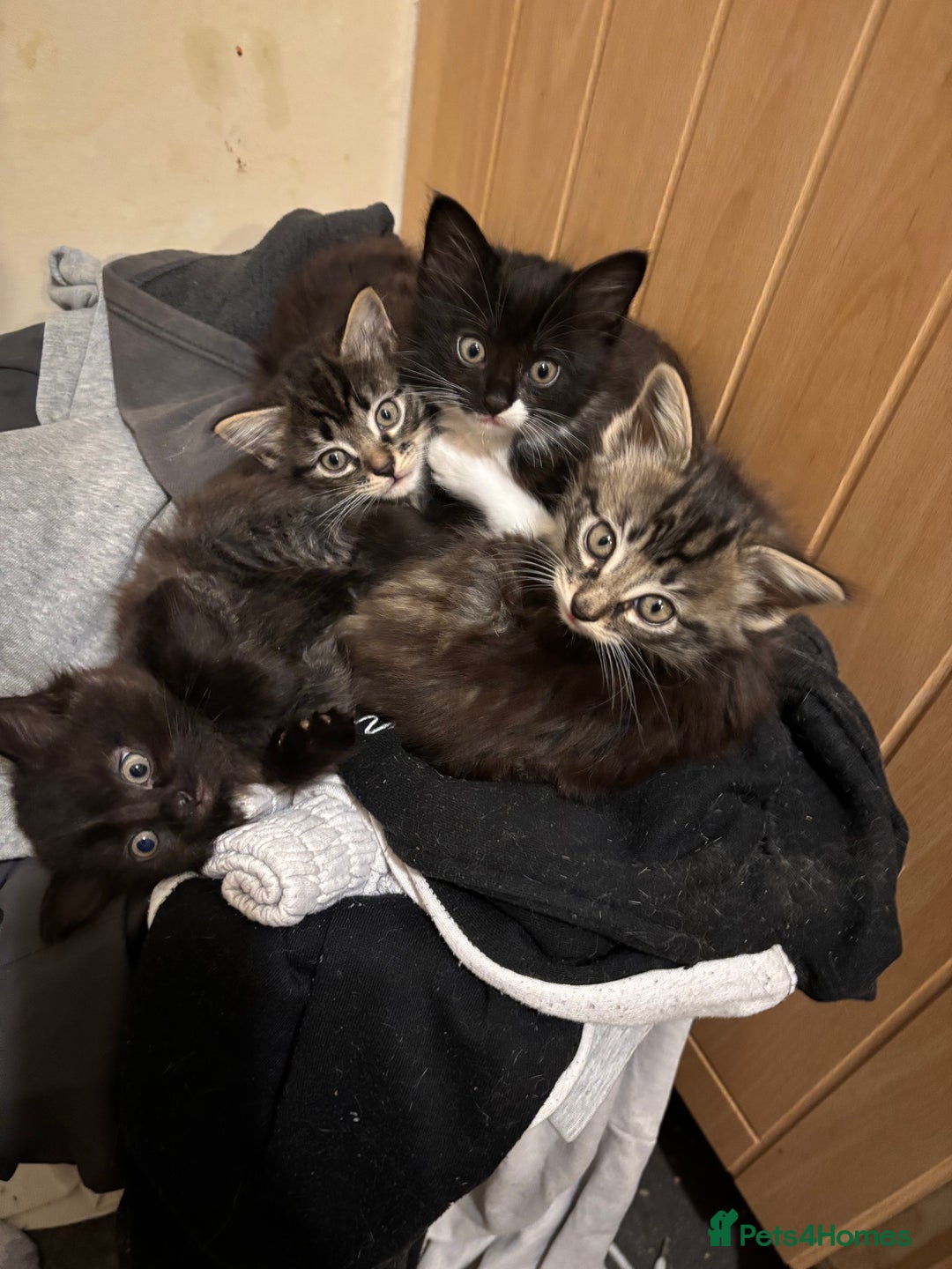 Domestic Shorthair cats for sale: Kittens for sale - Advert 2