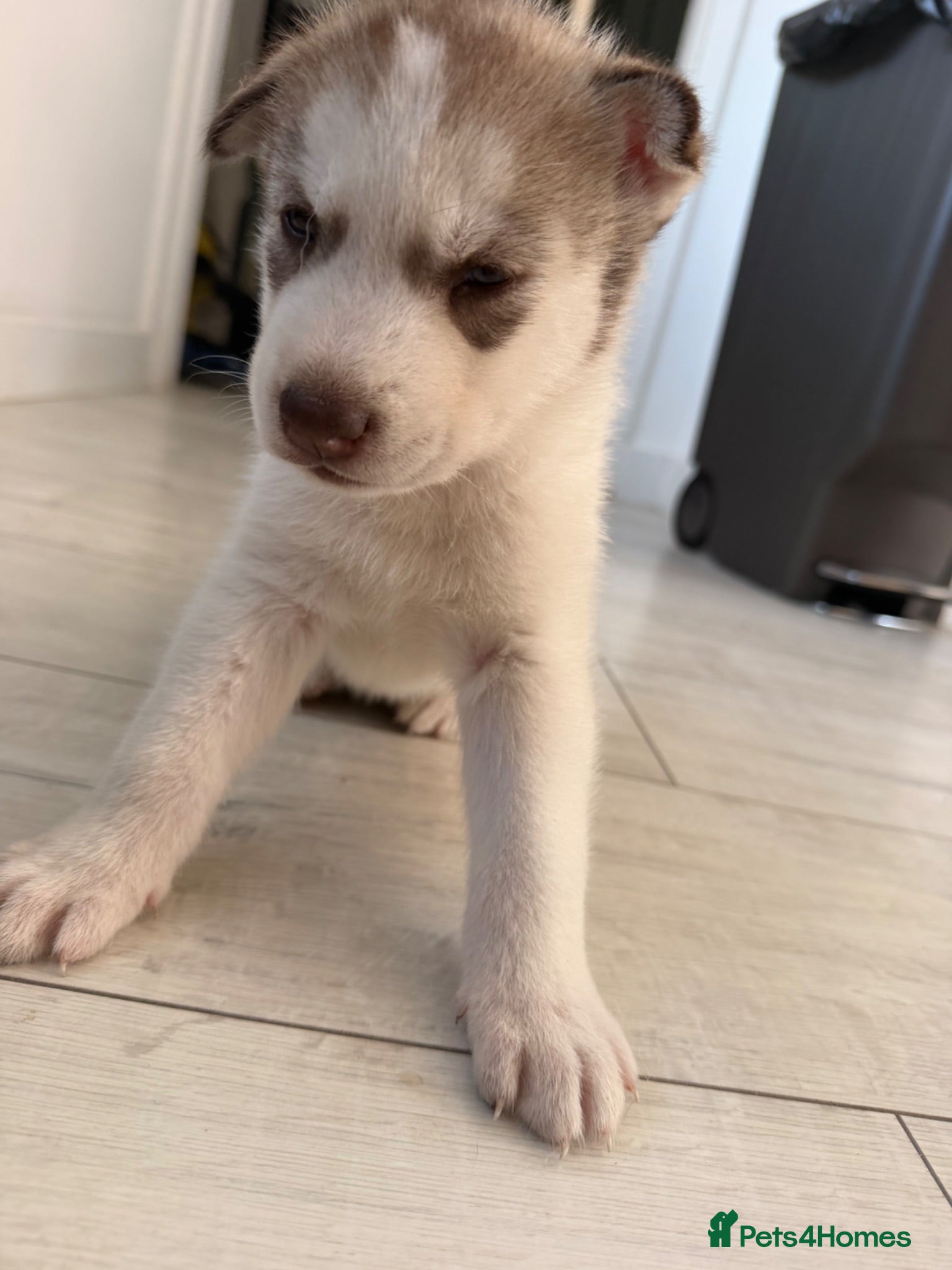 Siberian Husky dogs Husky puppies  - Advert 1