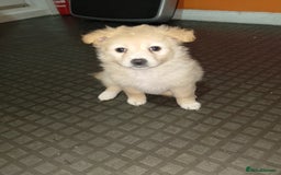 Mixed Breed dogs for sale: Puppy's  - Image 14