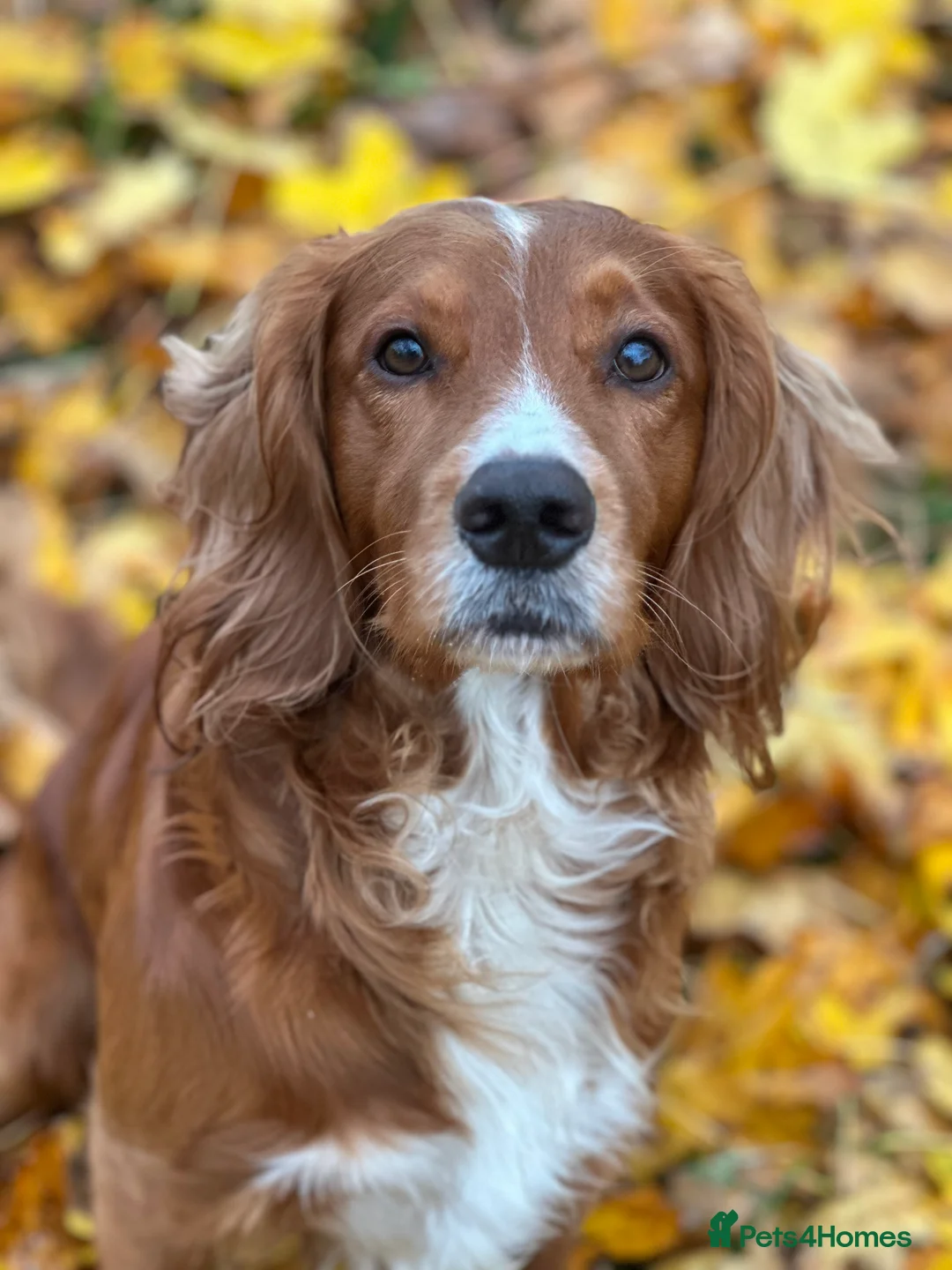 Cocker Spaniel dogs for stud: K.C Deep Red Working Cocker Proven Stud in Cramlington - Advert 9