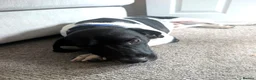 Mixed Breed dogs for adoption: ARCHIE,POINTER CROSS, LOOKING FOR HIS FOREVER HOME in Hereford - Advert 6