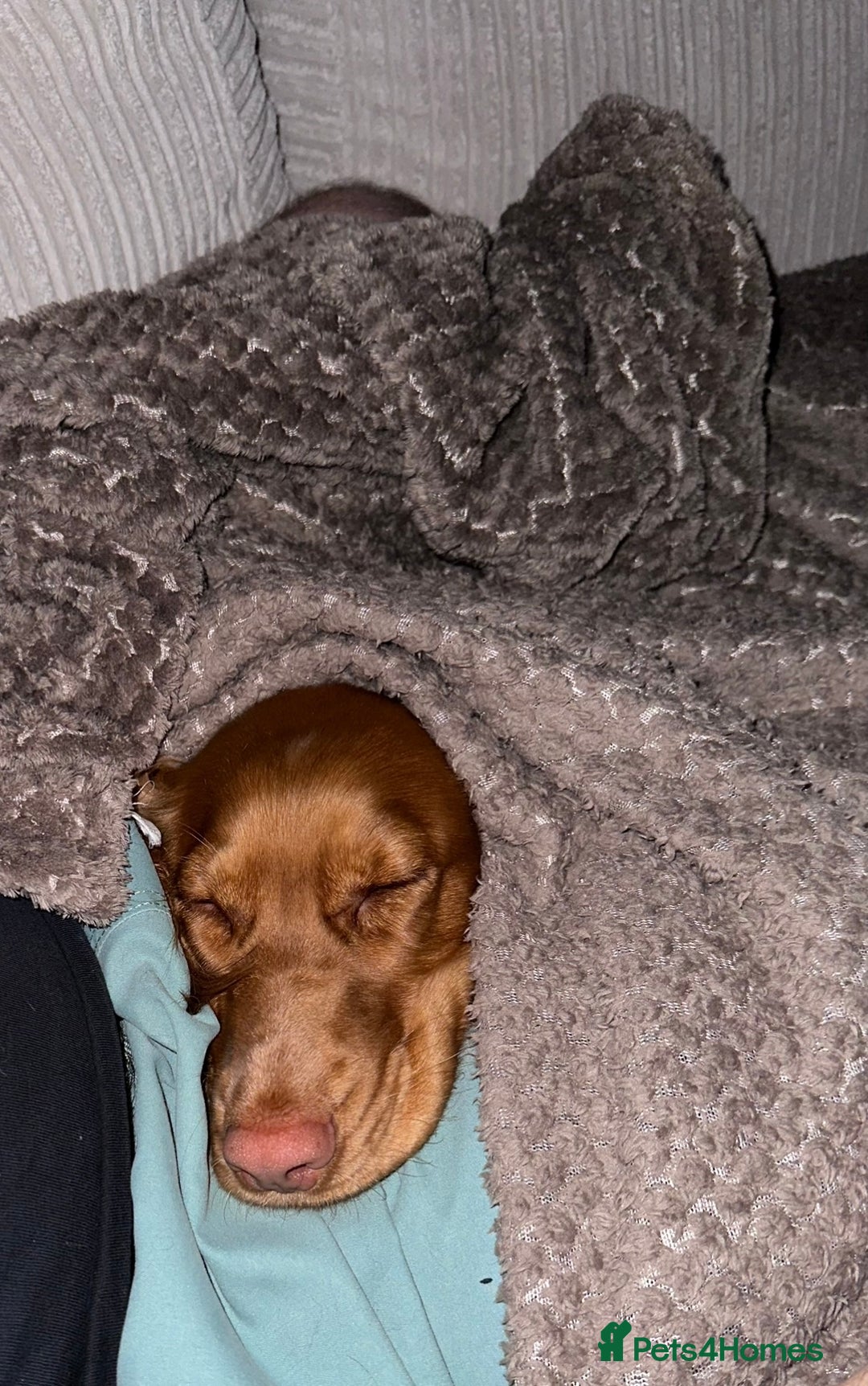 Cocker Spaniel dogs for sale: KC Registered Working Cocker Spaniel - 3yo, Female - Advert 4