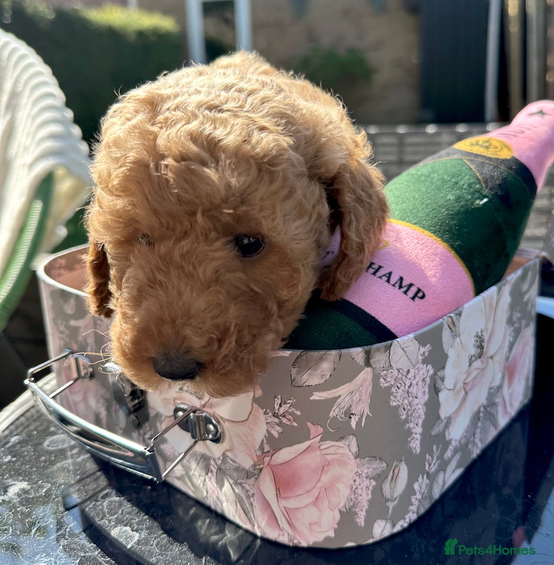 Cockapoo dogs for sale: Mini Cockapoo Puppies Kent - Image 9