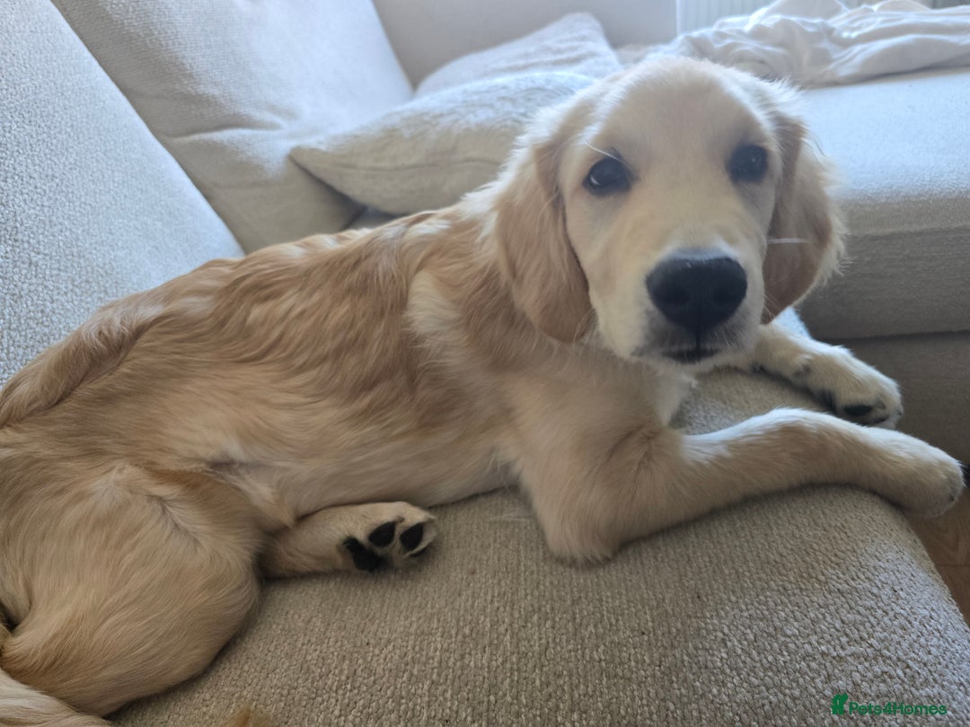 Golden Retriever dogs for sale: 1 Male Golden Retriever Puppy - Image 1