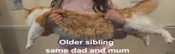 Mixed Breed cats for sale: 🐾 Beautiful Ragdoll x Maine Coon Kittens 🐾 - Advert 3