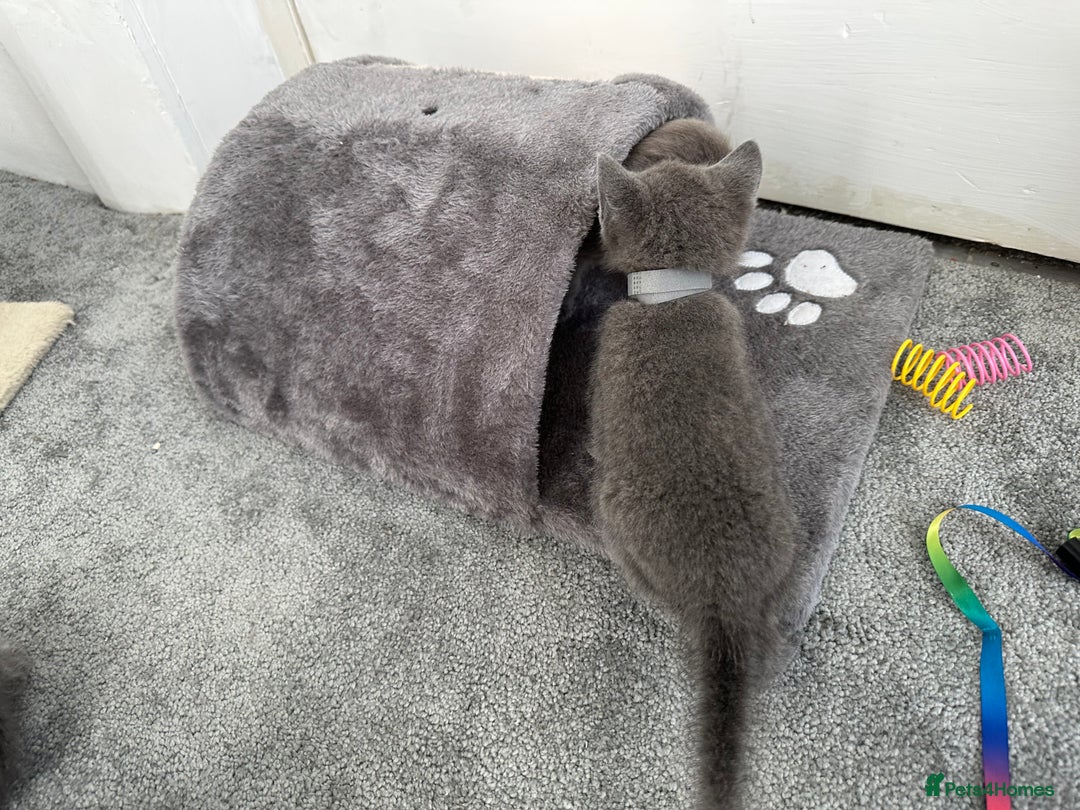 Russian Blue cats for sale: Russian Blue Kittens  - Advert 2