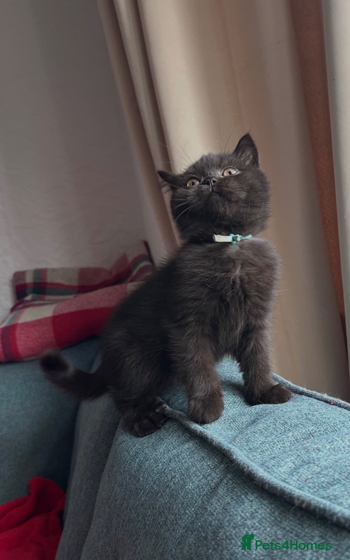 British Shorthair cats British shorthair - ready now  - Advert 2