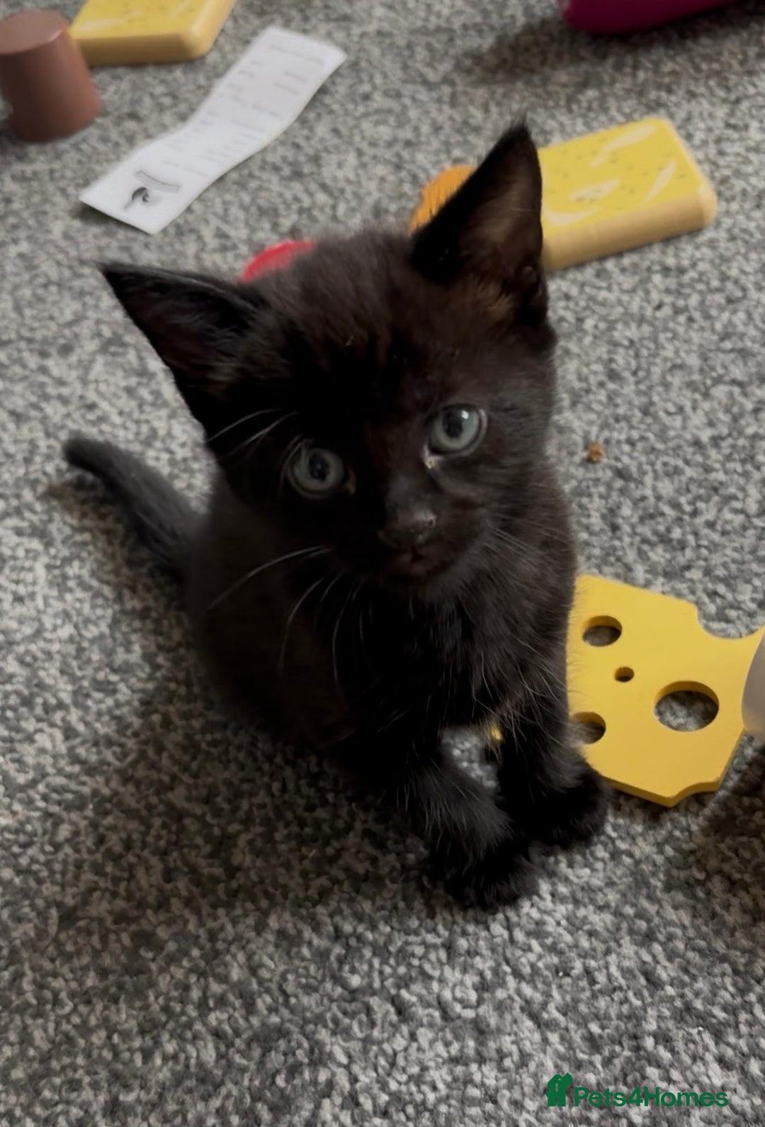 Norwegian Forest Cat cats for sale: Norwegian forest X Black Bombay Kitten (1 boy left - Advert 1