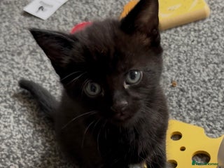 Norwegian Forest Cat cats Norwegian forest X Black Bombay Kitten (1 boy left - Advert 1